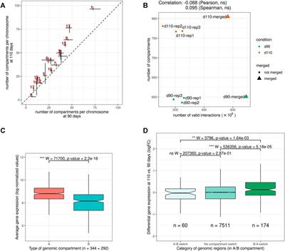 Major Reorganization of Chromosome Conformation During Muscle Development in Pig